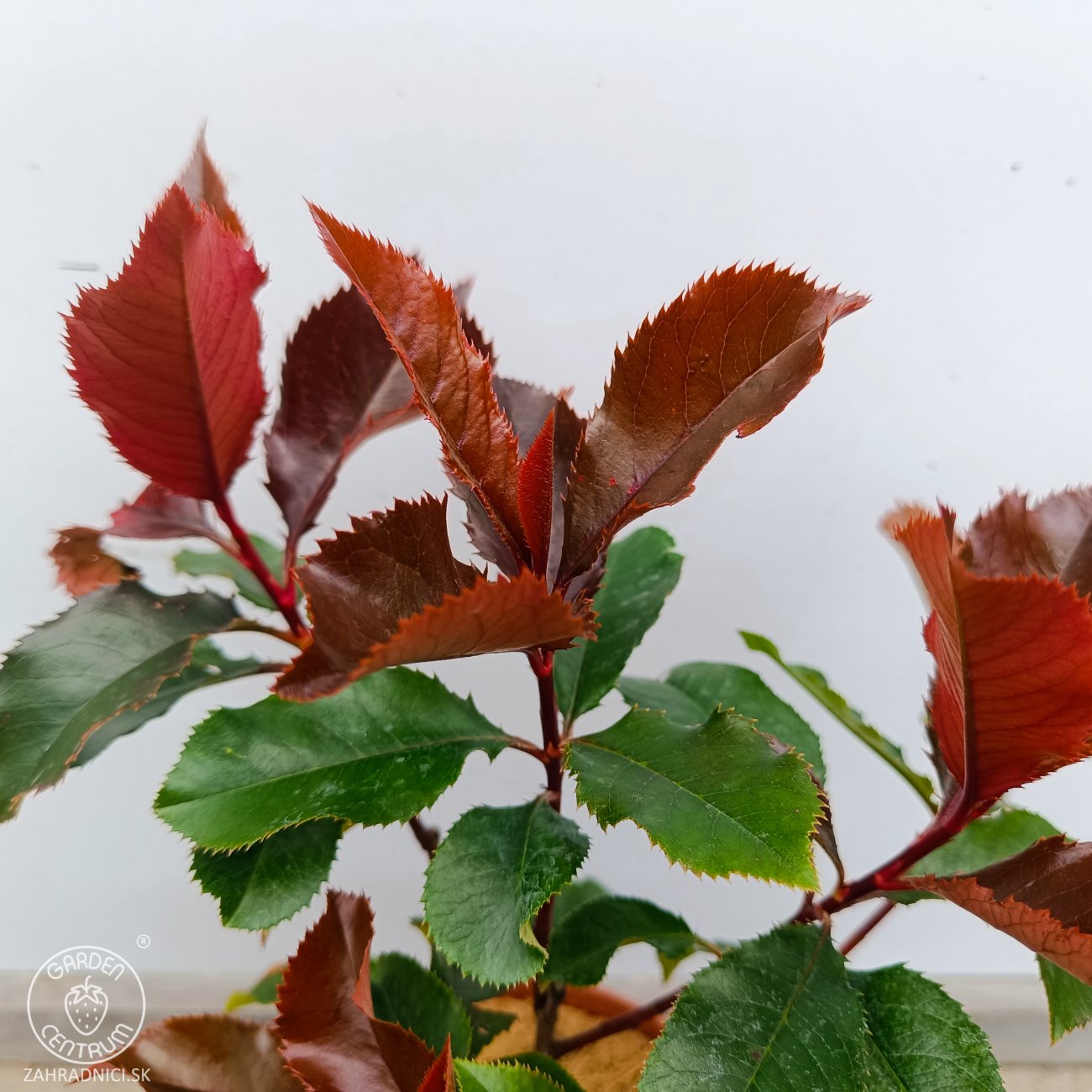 Obrázok Červienka Fraserova (Photinia × fraseri) ‘MAGICAL VOLCANO’® - výška 20-30, kont. C2L